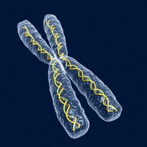 chromosome illustration